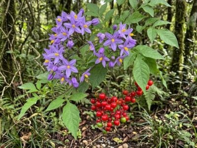 bejuco azul -Solanum seaforthianum -