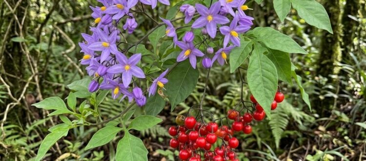 bejuco azul -Solanum seaforthianum -
