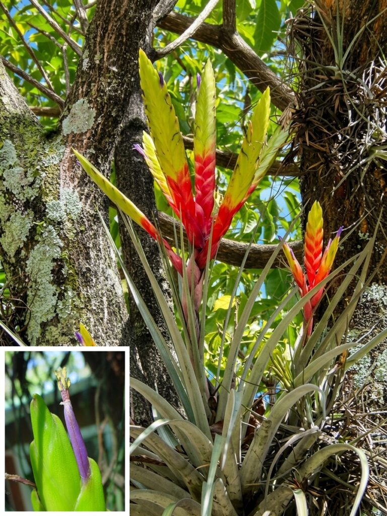Bromelia gallito