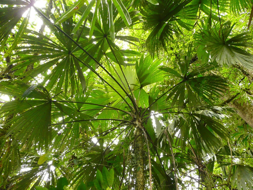 Guágara o palma guágara