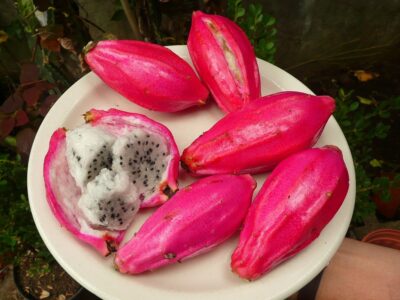 pitahaya lisa - Epiphyllum phyllanthus -