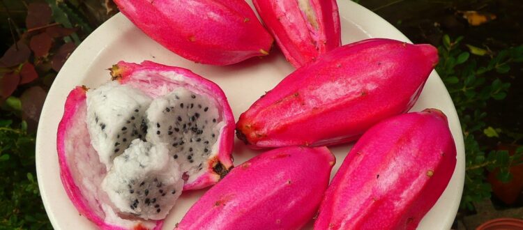 pitahaya lisa - Epiphyllum phyllanthus -