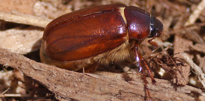 abejones de mayo - Phyllophaga -