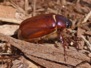 abejones de mayo - Phyllophaga -