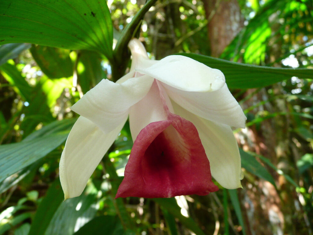 flor de un día de labios rosados - Sobralia helleri -