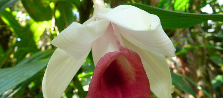 flor de un día de labios rosados - Sobralia helleri -